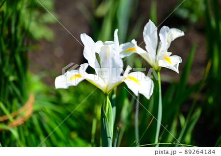 カキツバタ 89264184