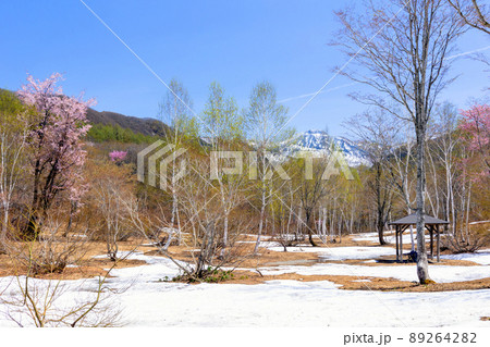 白樺と山桜と武尊山 89264282