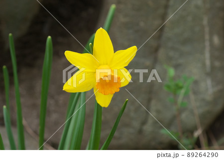 ラッパスイセンの黄色花 ラッパスイセンの黄色花 89264290