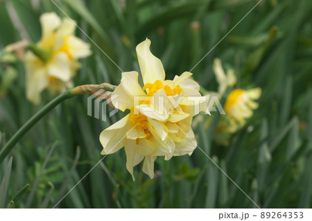 八重咲きラッパスイセンの白花【緑背景】 八重咲きラッパスイセンの白花【緑背景】 89264353