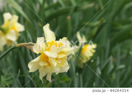 八重咲きラッパスイセンの白花【緑背景】 89264354