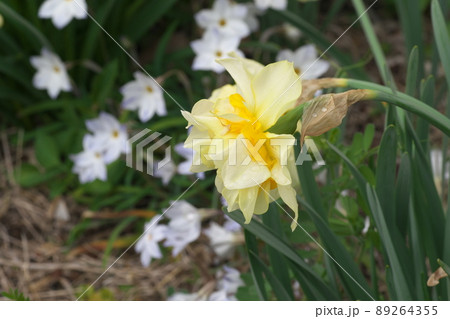 八重咲きラッパスイセンの白花【緑背景】 八重咲きラッパスイセンの白花【緑背景】 89264355