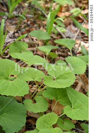 植物：フキ　キク科　みぬま見聞館　いとなみゾーン 89264403