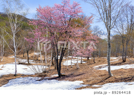 山桜と白樺の森と武尊山 山桜と白樺の森と武尊山 89264418