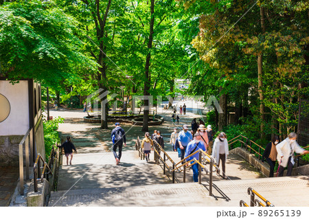 吉祥寺 新緑の井の頭公園 吉祥寺 新緑の井の頭公園 89265139