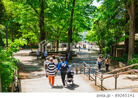 吉祥寺　新緑の井の頭公園　 89265141