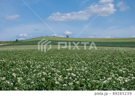 丘陵地帯の花が咲いたジャガイモ畑 89265239