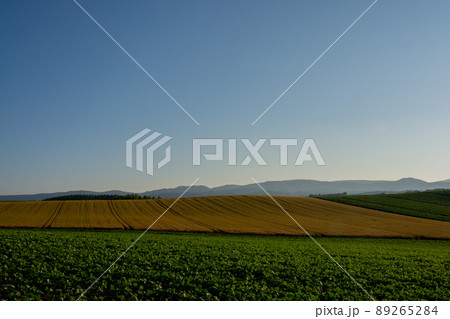 夕暮れの緑の野菜畑と黄金色のムギ畑 夕暮れの緑の野菜畑と黄金色のムギ畑 89265284
