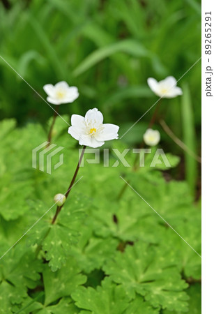 植物：ニリンソウ　キンポウゲ科　みぬま見聞館　いとなみゾーン 89265291