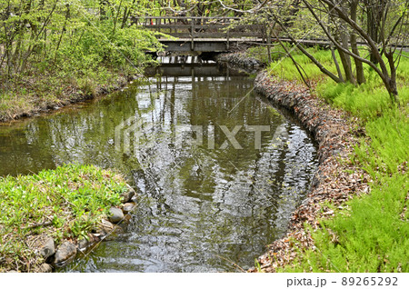 樹木:みぬま見聞館 いとなみゾーン 樹木:みぬま見聞館 いとなみゾーン 89265292