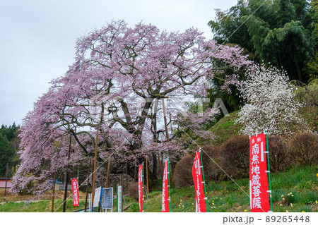 是哉寺の地蔵サクラ 89265448