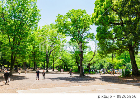 吉祥寺 新緑の井の頭公園 吉祥寺 新緑の井の頭公園 89265856