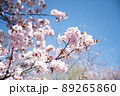青空と桜の花 89265860