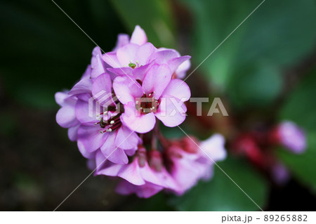 ヒマラヤユキノシタ ヒマラヤユキノシタ 89265882