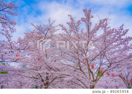 西公園の桜と青空(宮城県仙台市) 西公園の桜と青空(宮城県仙台市) 89265958