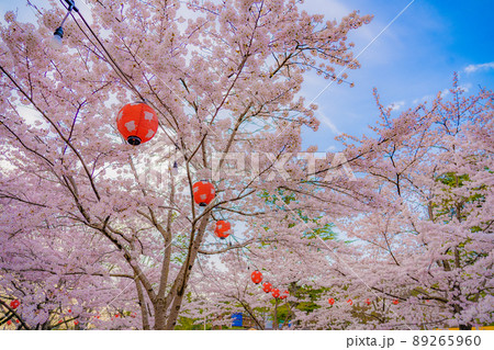 西公園の桜と青空(宮城県仙台市) 西公園の桜と青空(宮城県仙台市) 89265960