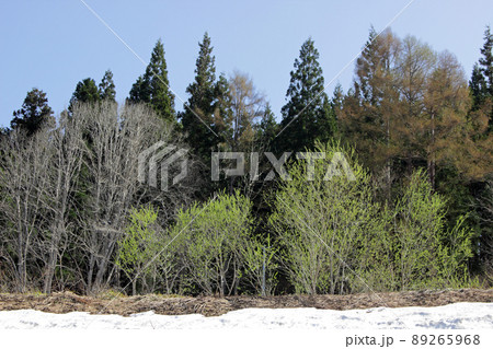 雪解け高台の樹林、若葉が美しい 福島県只見町 雪解け高台の樹林、若葉が美しい 福島県只見町 89265968