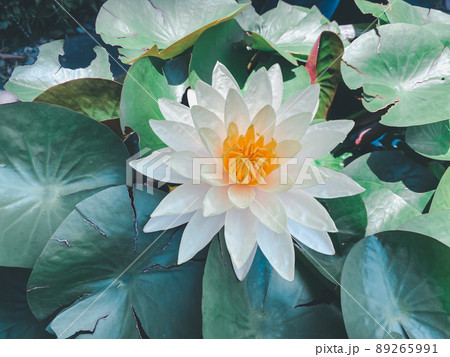 Lotus flower (Lotus or Nelumbo) Lotus flower (Lotus or Nelumbo) 89265991