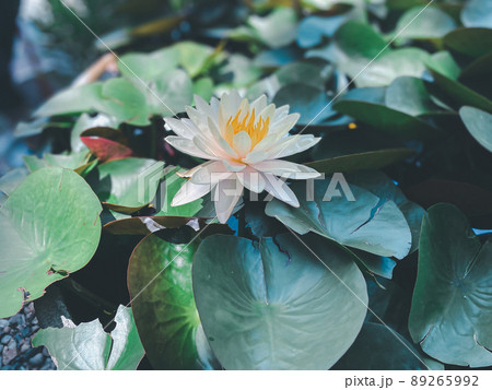 Lotus flower (Lotus or Nelumbo) 89265992