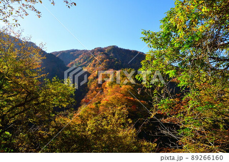 奥胎内の紅葉(新潟県) 奥胎内の紅葉(新潟県) 89266160