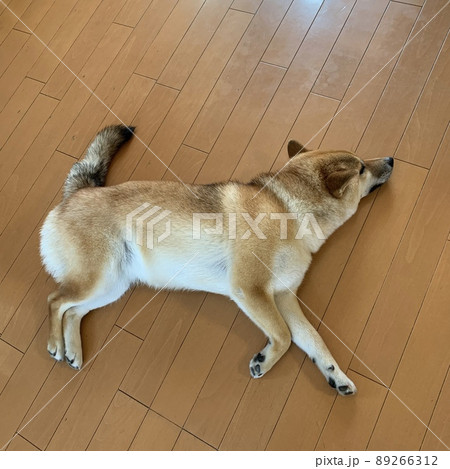 Shiba inu shop throws bowl