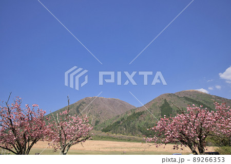 〈島根県〉三瓶山　西の原　満開の八重桜 89266353