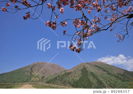 〈島根県〉三瓶山 西の原 満開の八重桜 〈島根県〉三瓶山 西の原 満開の八重桜 89266357