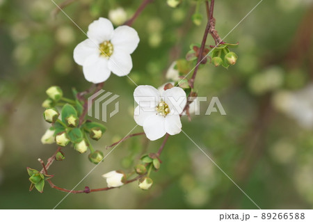 雪柳の白花クローズアップ 89266588