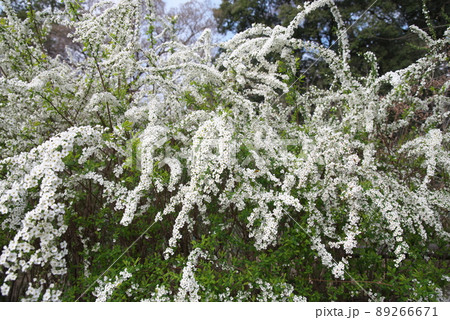 雪柳の白花 雪柳の白花 89266671