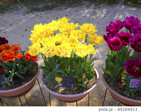 兵庫県立フラワーセンターのチューリップ 89266913