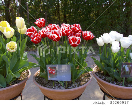 兵庫県立フラワーセンターのチューリップ 89266917