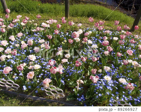 兵庫県立フラワーセンターのチューリップ 89266927