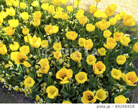 兵庫県立フラワーセンターのチューリップ 兵庫県立フラワーセンターのチューリップ 89266928