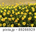 兵庫県立フラワーセンターのチューリップ 89266929