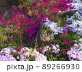 兵庫県立フラワーセンターの芝桜 89266930