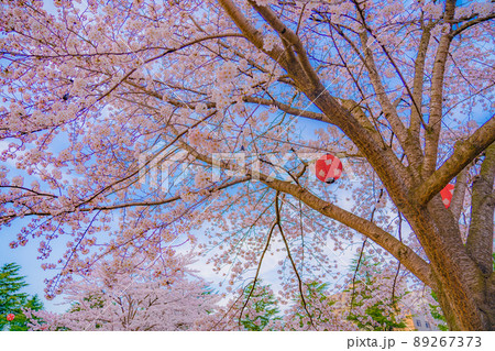 西公園の桜と青空(宮城県仙台市) 西公園の桜と青空(宮城県仙台市) 89267373