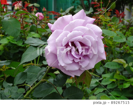 5月の薔薇 89267515