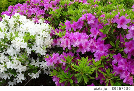 5月の花壇 89267586