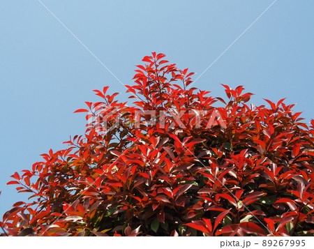 アカメモチ カナメモチ アカメモチ カナメモチ 89267995