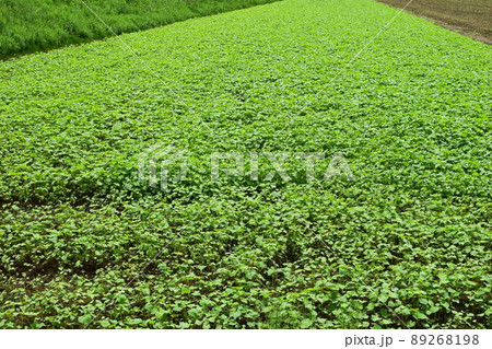 芽吹いた蕎麦 芽吹いた蕎麦 89268198