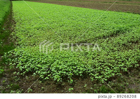 芽吹いた蕎麦 芽吹いた蕎麦 89268208