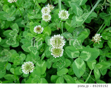 シロツメグサ 89269192