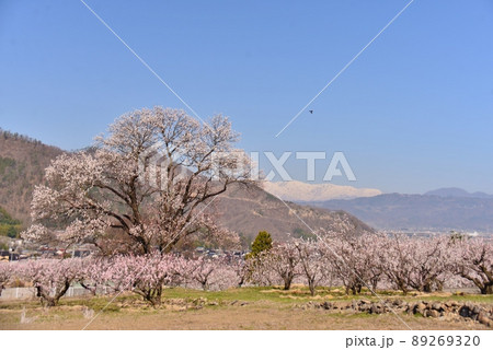 一目十万本あんずの里の春景色 一目十万本あんずの里の春景色 89269320