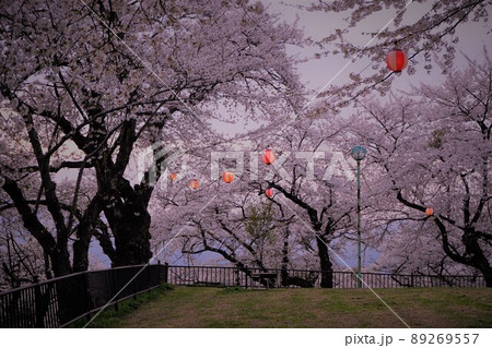 桜祭り 桜祭り 89269557