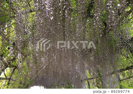 柳川市　中山の大藤、 89269774