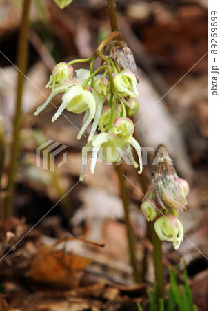 キバナイカリソウの花開く 福島県只見町 キバナイカリソウの花開く 福島県只見町 89269899