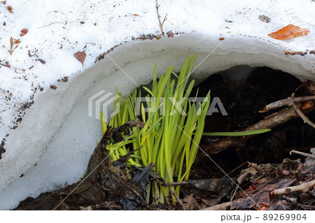 残雪の中から芽を出したスイセン 福島県只見町 残雪の中から芽を出したスイセン 福島県只見町 89269904