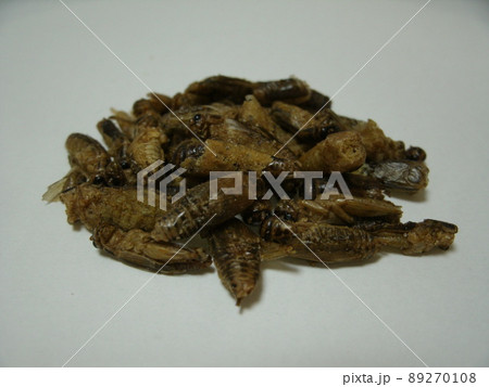 近い将来の食糧危機で注目されている食用コオロギ 89270108
