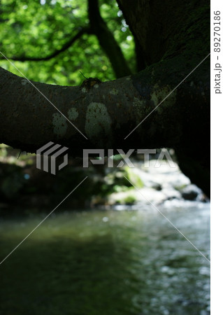鳥取 四季の散歩 赤波川の甌穴 鳥取 四季の散歩 赤波川の甌穴 89270186