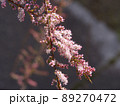 ギョリュウ（御柳）（ピンクカスケード）の小さな花 89270472